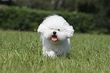 BICHON FRISE 463